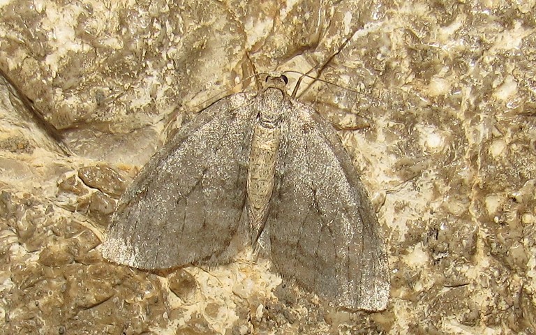 Papillons - phalènes de novembre - Epirrita sp.