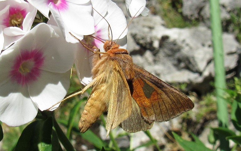 Papillons - Feuille d'or - Autographa bractea
