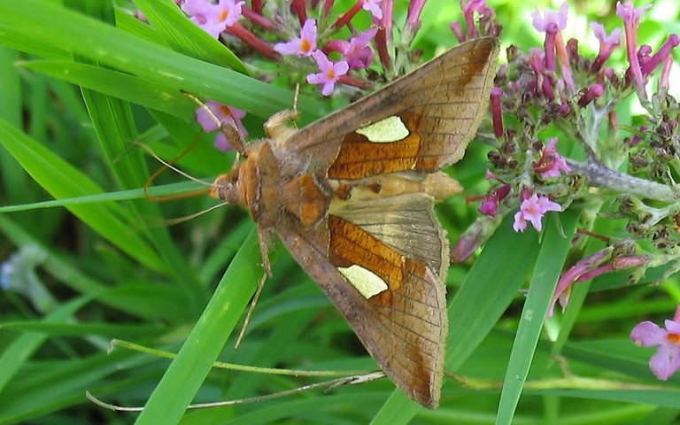 Papillons - Feuille d'or - Autographa bractea