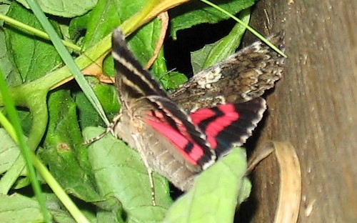 Papillons - La fiancee - Catocala sponsa
