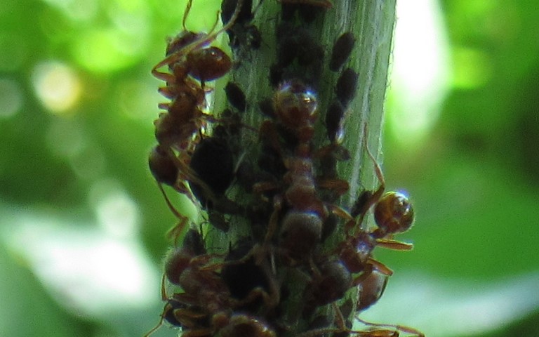 Hyménoptères - Fourmi brune et rousse - Ouvrières