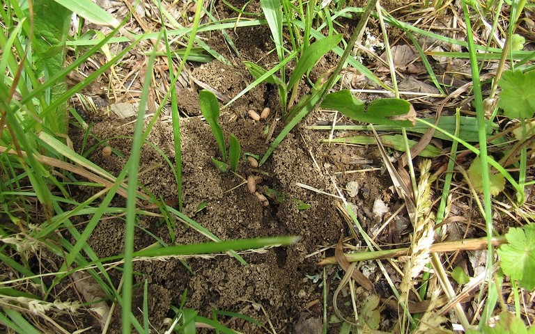 Fourmilière de fourmis noires et grises
