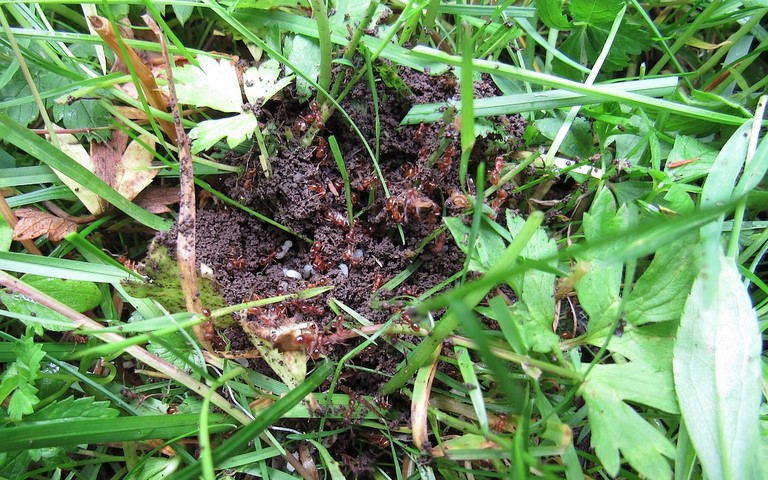 Fourmilière de fourmi rouge