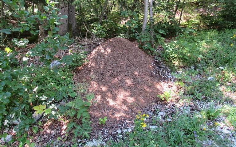 Fourmilière de fourmis rousses des bois - Formica rufa