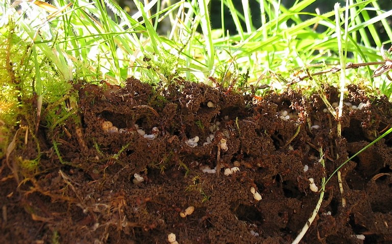 Hyménoptères - Fourmilière de fourmi rouge