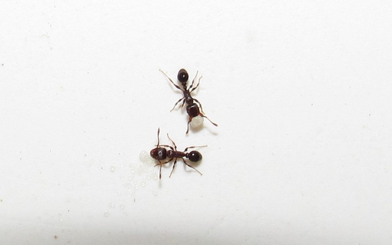Hyménoptères - Minuscule fourmi