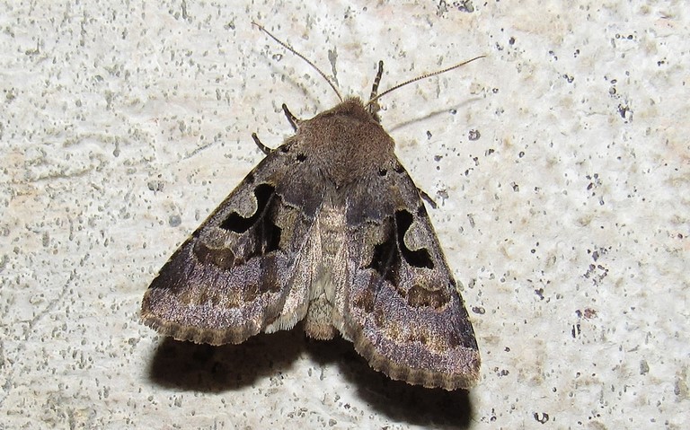 Papillons - La gothique - Orthosia gothica - Femelle
