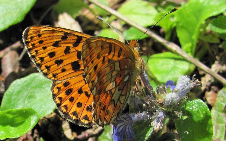 Papillons - Grand collier argenté - Boloria euphrosyne