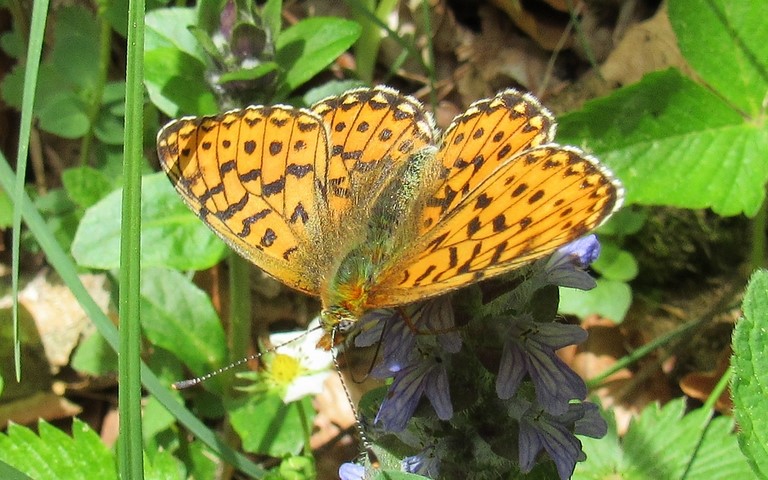 Papillons - Grand collier argenté - Boloria euphrosyne