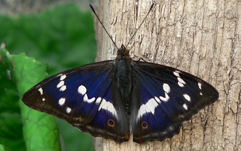 Papillons - Grand mars changeant - Apatura iris - Male