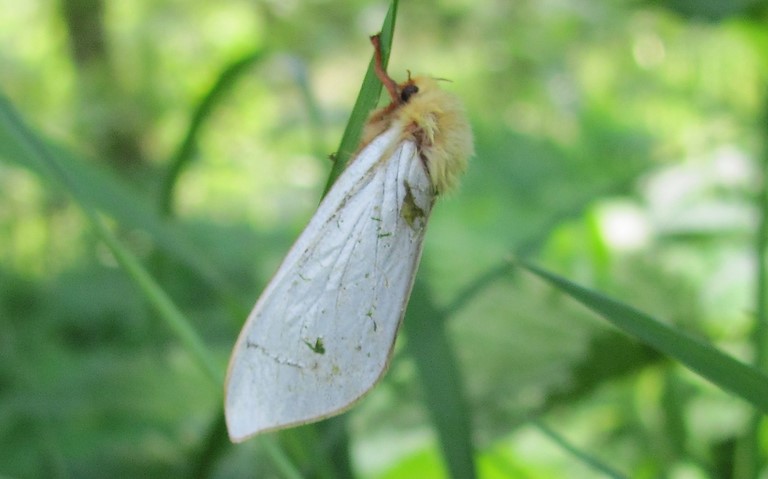 Papillons - Hépiale du houblon - Hepialus humuli - Mâle