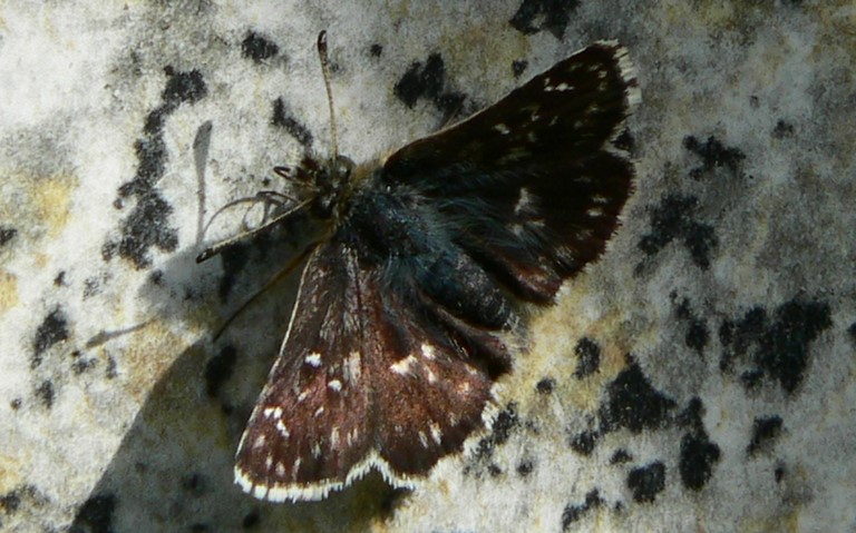 Papillons - L'hespérie de la mauve - Pyrgus malvae