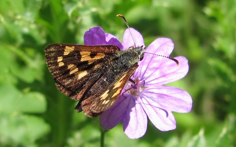 Papillons - L'hespérie du brome - Carterocephalus palaemon