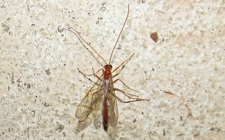 Hyménoptères - Ischneumonidés - Enicospilus sp.
