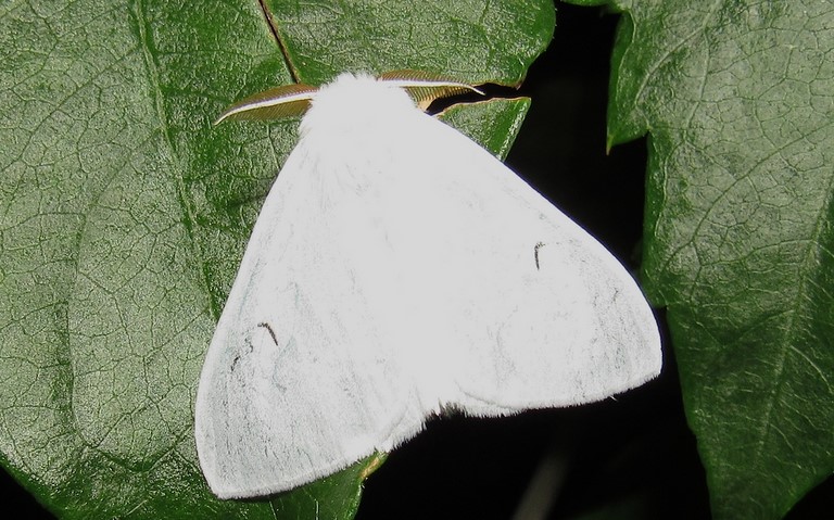 Papillons - Le L noir - Arctornis l-nigrum - Mâle