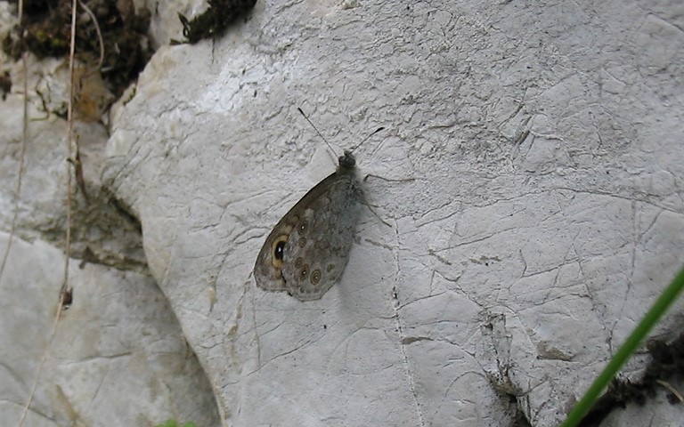 Papillons - Lasiommata maera