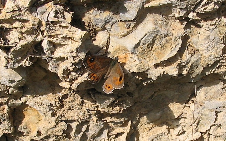 Papillons - Le némusien - Lasiommata maera