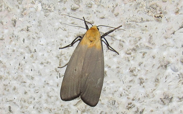 Papillons - Lithosie quadrille - Lithosia quadra - Mâle