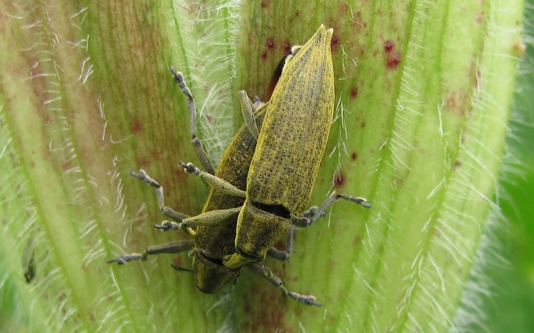  Coléoptères - Curculionidés - Lixus iridis