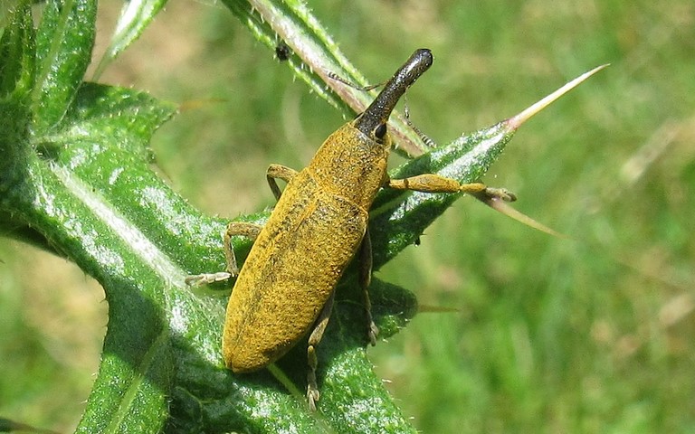  Coléoptères - Curculionidés - Lixus pulverulatus
