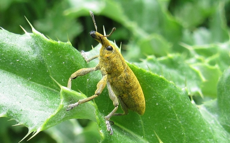Coléoptères - Curculionidés - Lixus pulverulatus