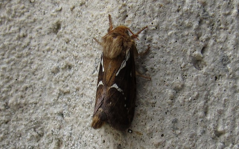 Papillons -La louvette - Korscheltellus lupulinus - Mâle