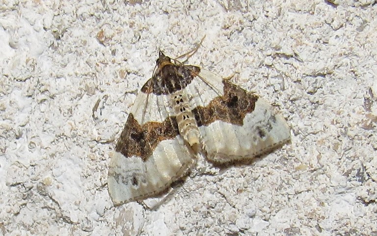 Papillons - Le lynx ou La phalene ocellee - Cosmorhoe ocellata