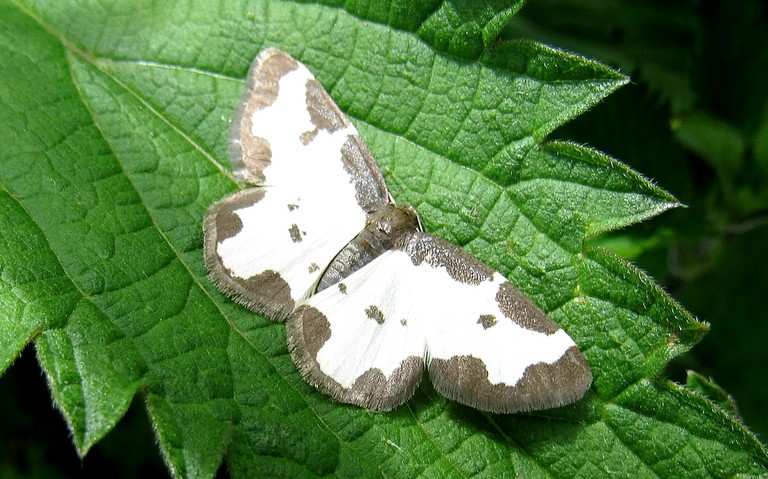 Papillons - Marginée - Lomaspilis marginata