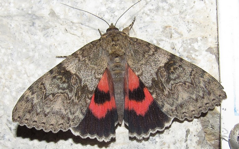 Papillons - La mariée ou la lichénée rouge - Catocala nupta