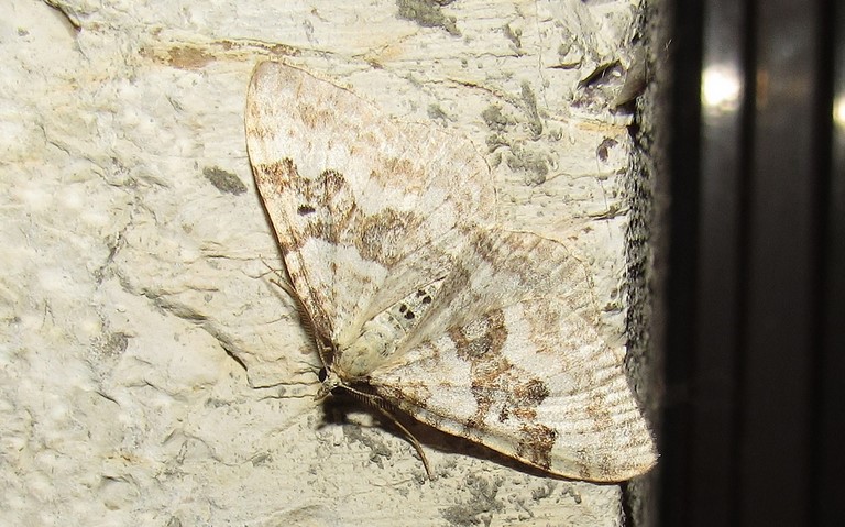 Papillons - Mélanthie montagnarde - Xanthorhoe montanata