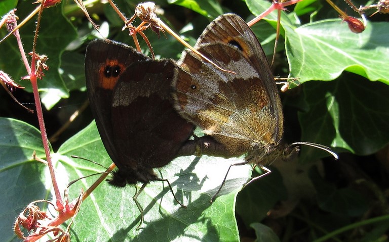 Papillons - Moiré sylvicole - Erebia aethiops 