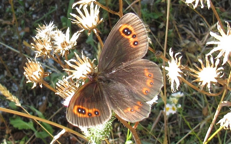Papillons - Le moiré sylvicole - Erebia aethiops