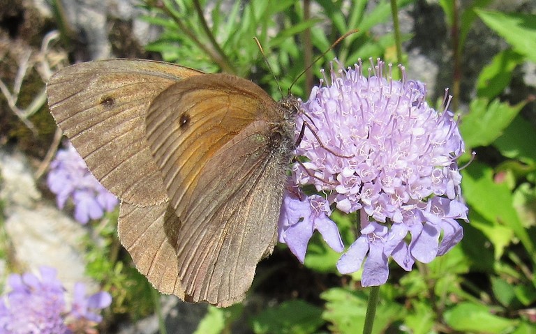 Papillons - Myrtil - Maniola jurtina - Mâle