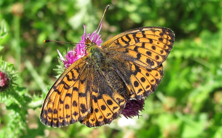Papillons - Nacre de la ronce - Brenthis daphne