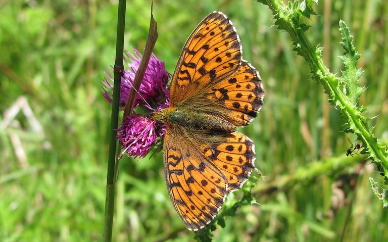 Papillons - Nacré de la ronce - Brenthis daphne