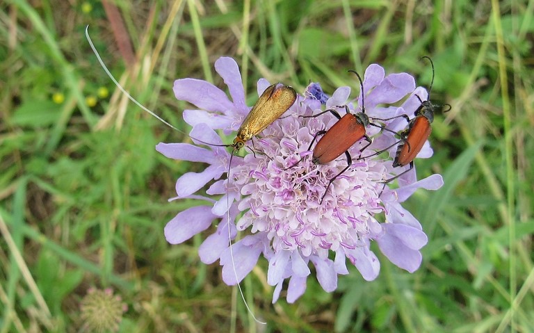 Papillons - Adèle de la scabieuse - Nemophora metallica