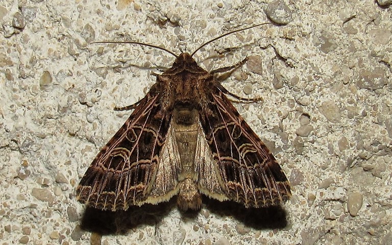 Papillons - La noctuelle de la saponaire - Sideridis reticulata
