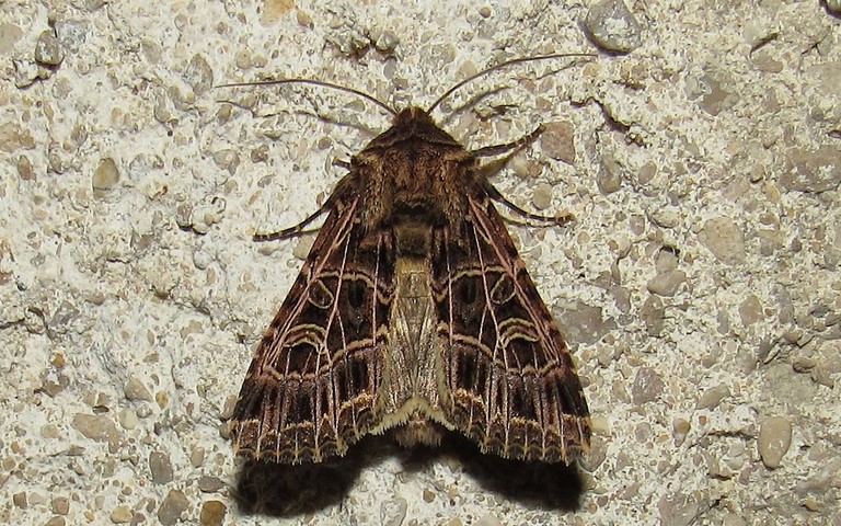 Papillons - La noctuelle de la saponaire - Sideridis reticulata