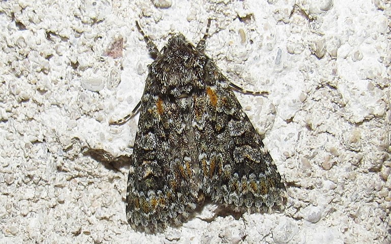 Papillons - Noctuelle dysodée - Hecatera dysodea