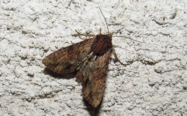 Papillons - La noctuelle hépatique - Apamea epomidion