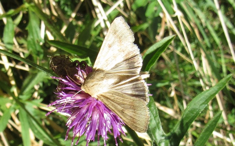 Papillons - Noctuelle peltigène - Heliothys peltigera