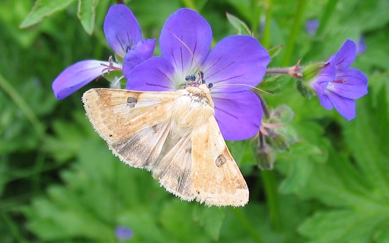 Papillons - Noctuelle peltigène - Heliothys peltigera