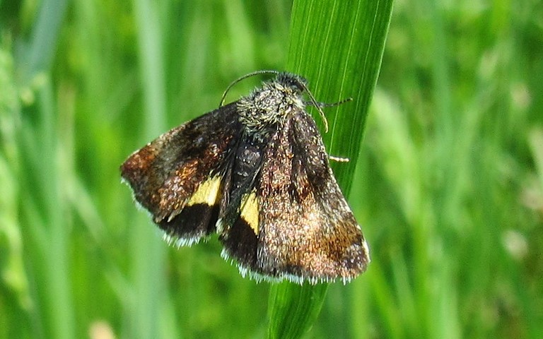 Papillons -Noctuelle héliaque - Panemeria tenebrata