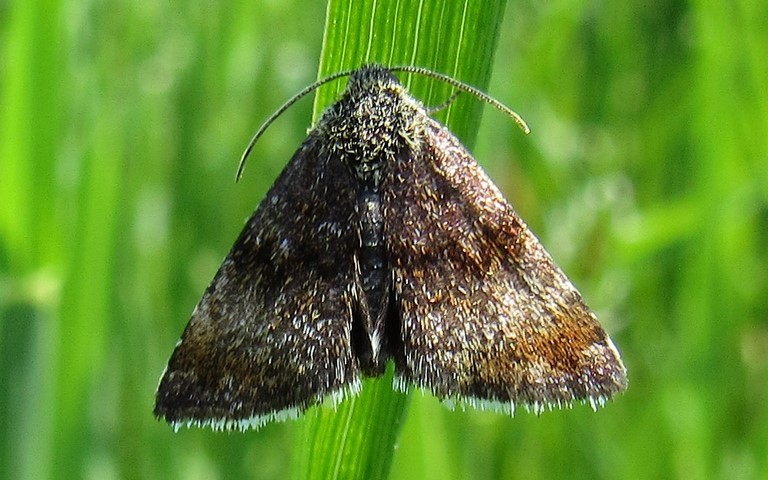 Papillons -Noctuelle héliaque - Panemeria tenebrata