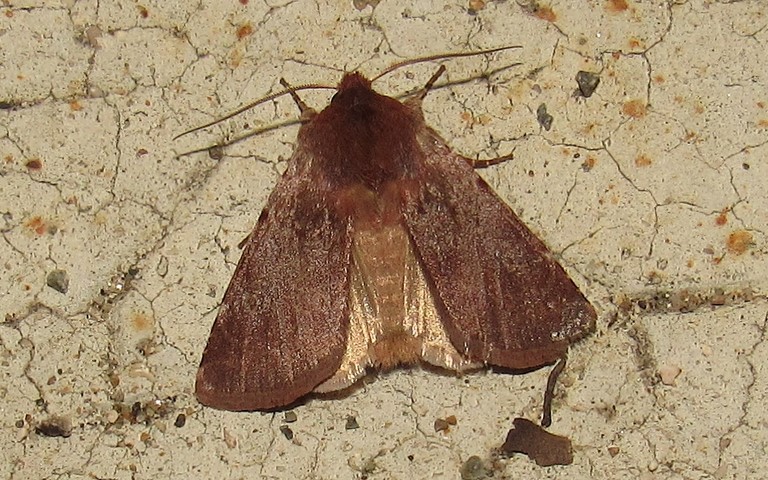 Papillons - La noctuelle rubiconde - Cerastis rubricosa