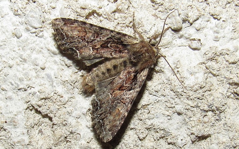 Papillons - La noctuelle thalassine - Lacanobia thalassina