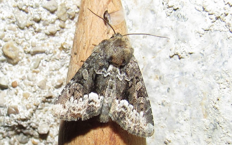 Papillons - noctuelle - Oligia sp.