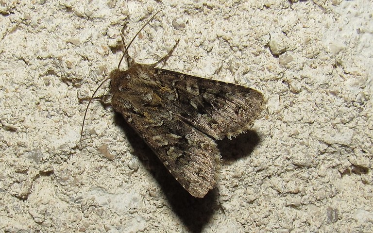 Papillons - noctuelle - Oligia sp
