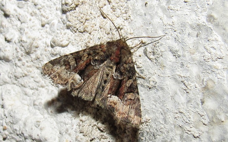 Papillons - noctuelle - Oligia sp.