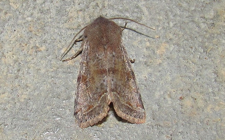Papillons - Orthosia sp.